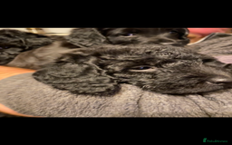 Mixed Breed dogs for sale: COCKERPOO X BEDLINGTON GIRL PUPPIES. - Advert 7