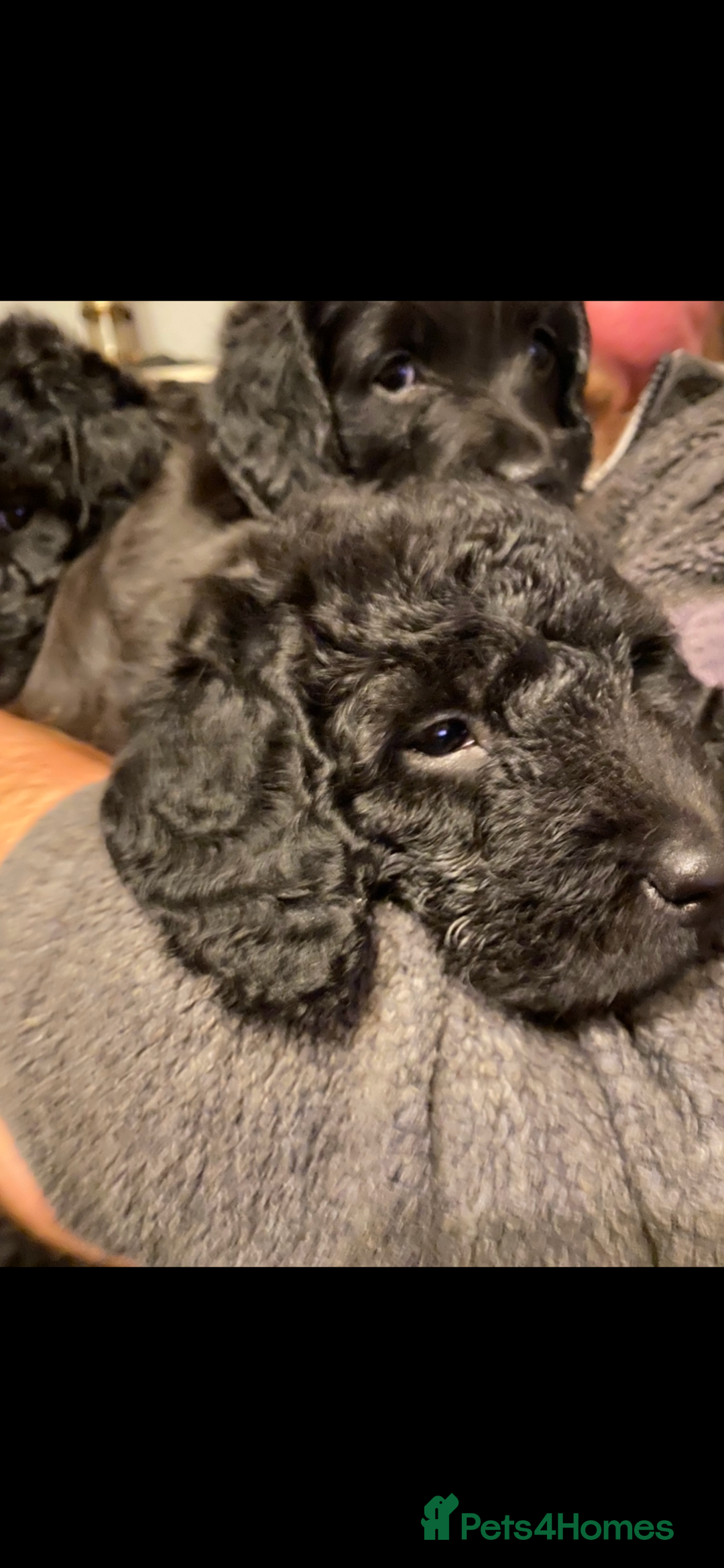 Mixed Breed dogs for sale: COCKERPOO X BEDLINGTON GIRL PUPPIES. - Advert 7