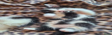 Domestic Shorthair 2