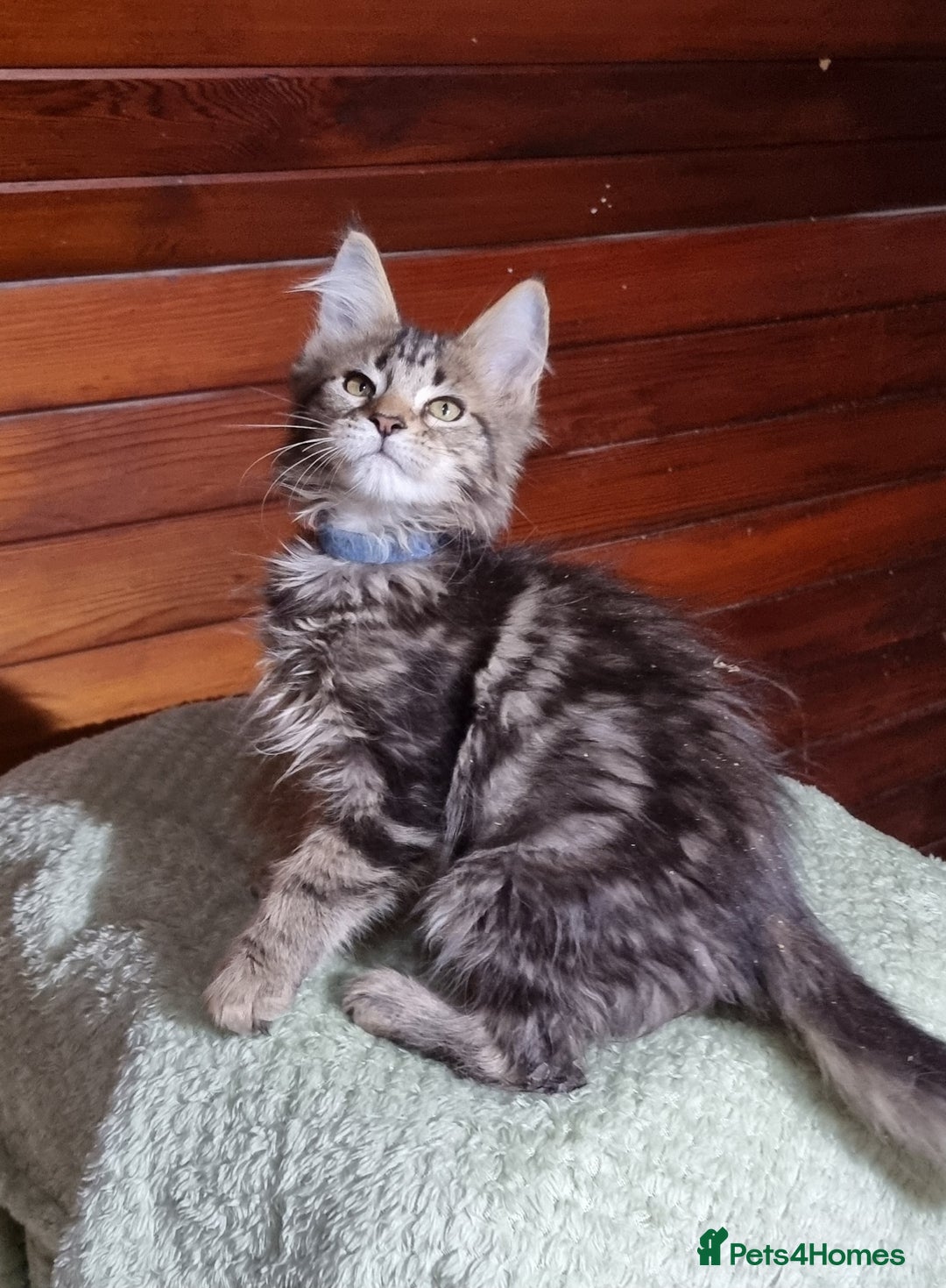 Maine Coon cats for sale: GCCF Pedigree Maine Coon Kittens for sale  - Image 20