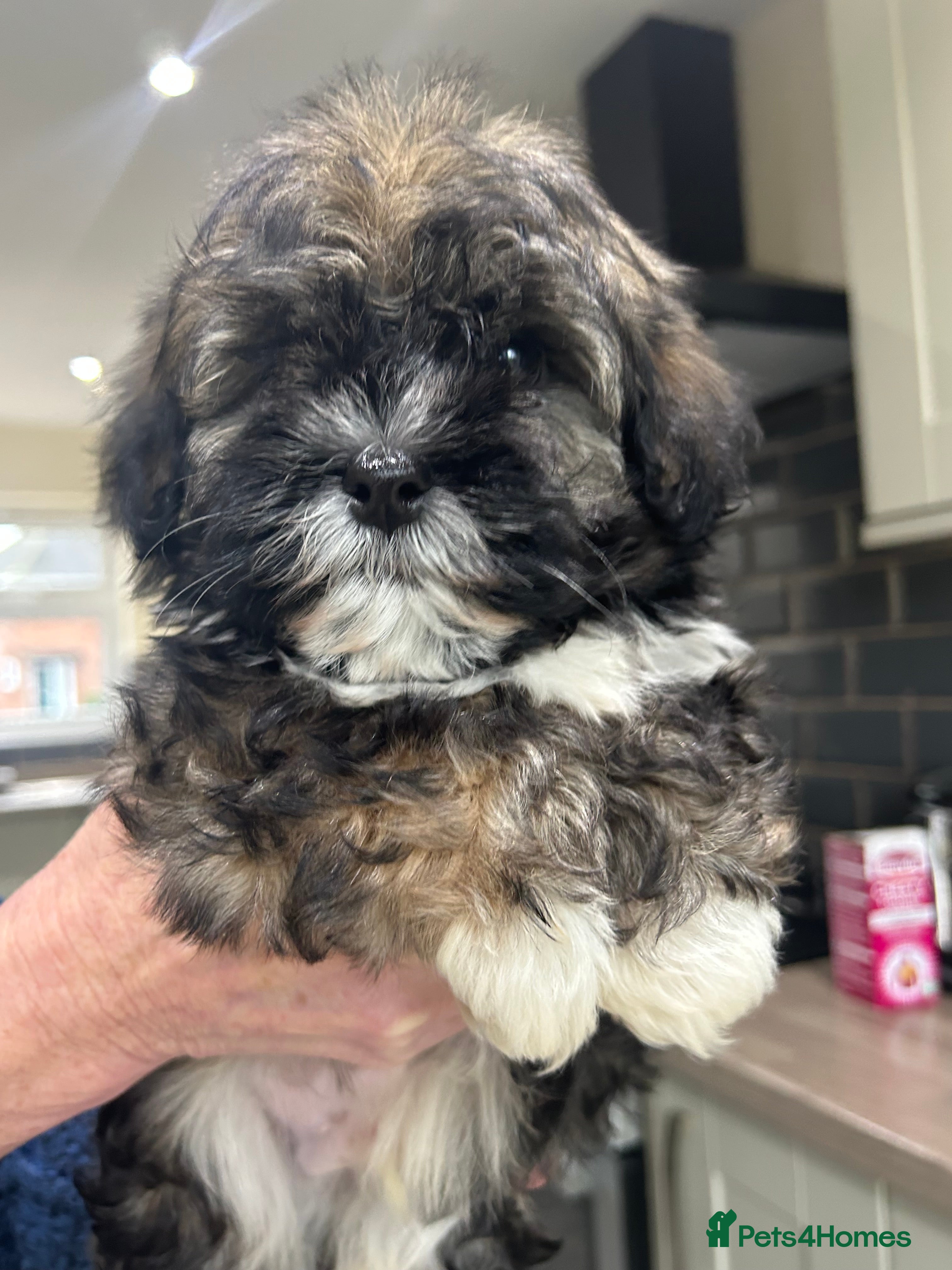 Havanese dogs KC Registered Havanese Puppies  - Advert 1