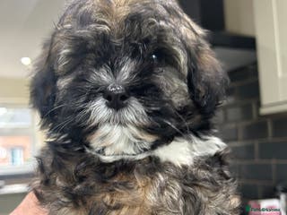 Havanese dogs KC Registered Havanese Puppies - Advert 1