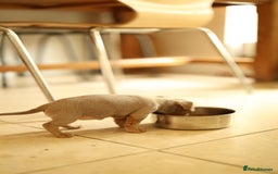 Jack Russell dogs for sale: Beautiful Jack Russell Puppies for sale - Image 9