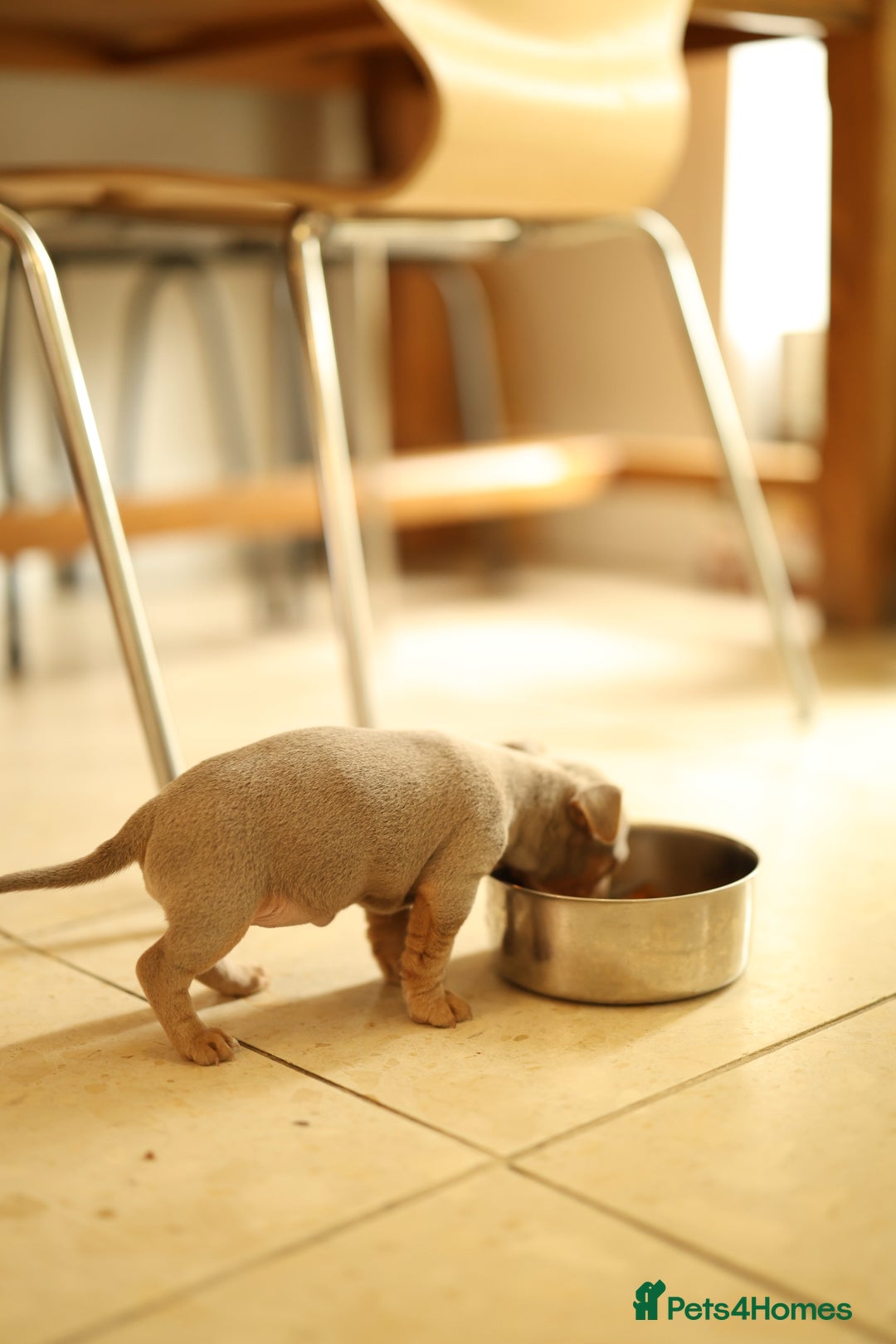 Jack Russell dogs for sale: Beautiful Jack Russell Puppies for sale - Image 9