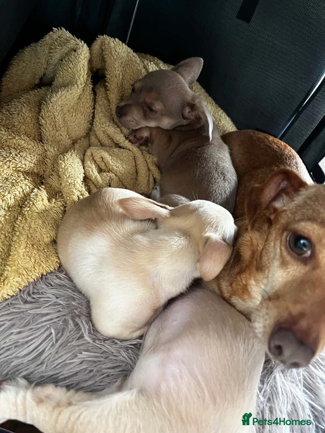 Mixed Breed dogs for sale: Lucky – Dachshund x Patterdale Puppy Ready Now in Worcester - Advert 2