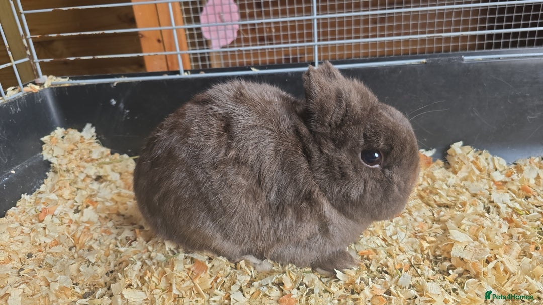 Netherland Dwarf rabbits for sale: Chocolate netherlands for sale - Image 5