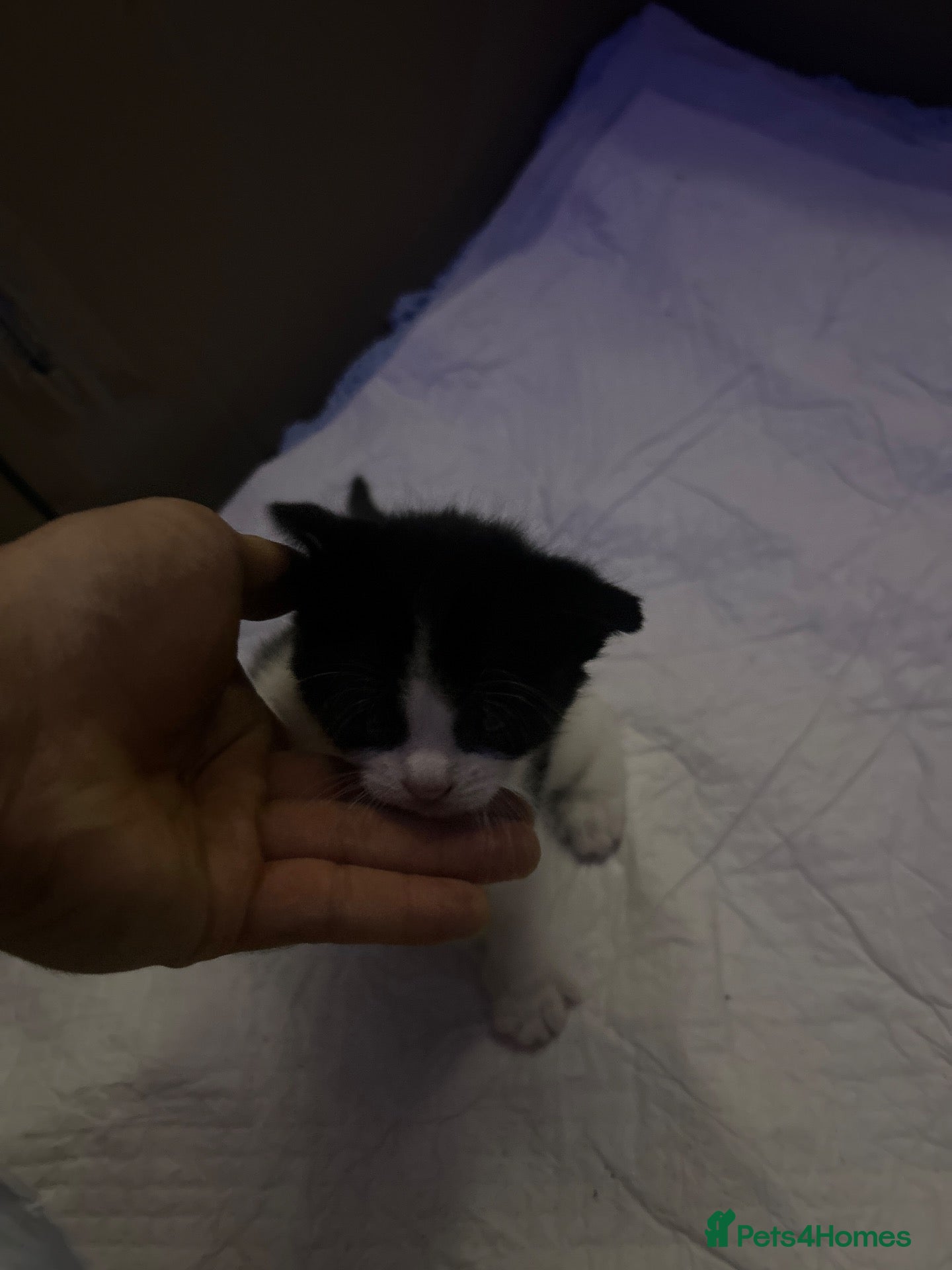 British Shorthair cats 4 kittens 3 female and 1 male  - Advert 1
