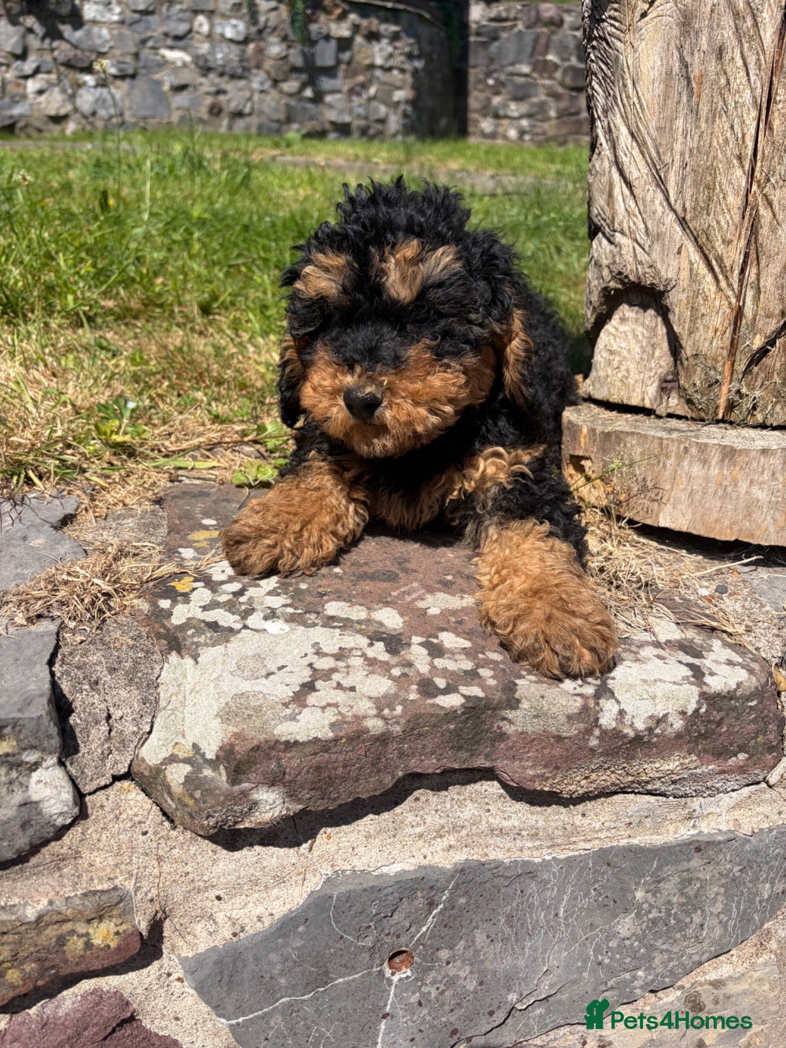 Cockapoo dogs Availible due to being let down  - Advert 13