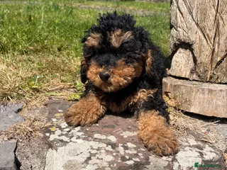 Cockapoo dogs Availible due to being let down - Advert 13