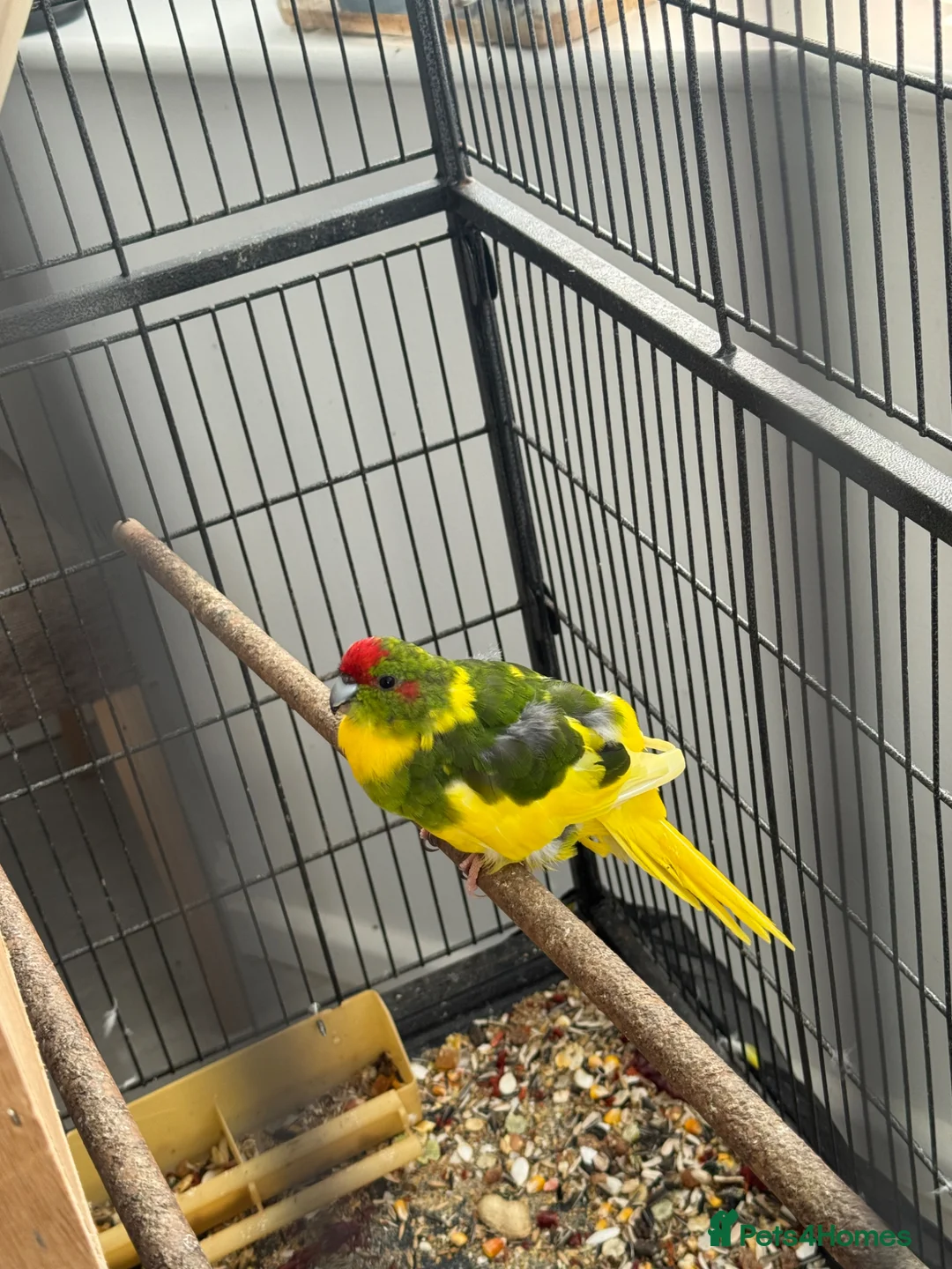 Parakeets birds for sale: Kakarikis - Advert 8