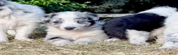Border Collie dogs for sale: Beautiful Border Collies, proven agility obedience - Advert 18