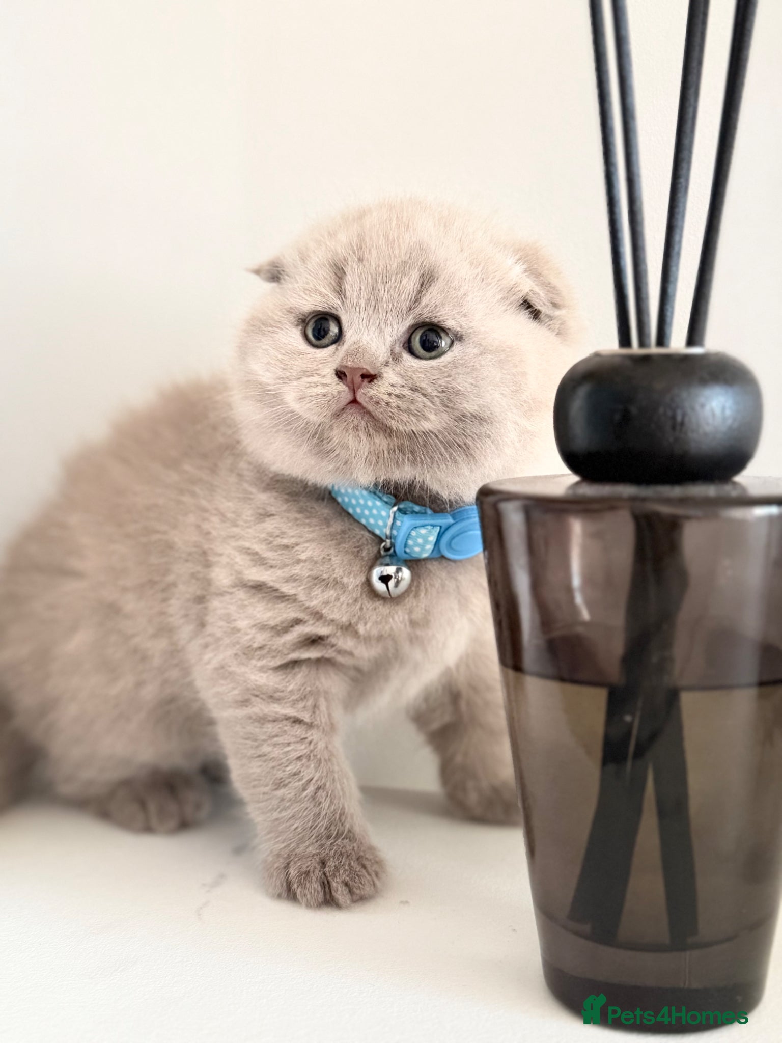 Scottish Fold cats Scottish fold/straight  - Advert 13