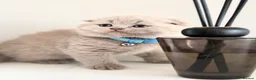 Scottish Fold cats for sale: Last Scottish lillac girl  - Advert 11
