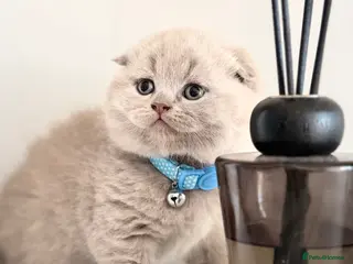 Scottish Fold cats Scottish fold/straight - Advert 13