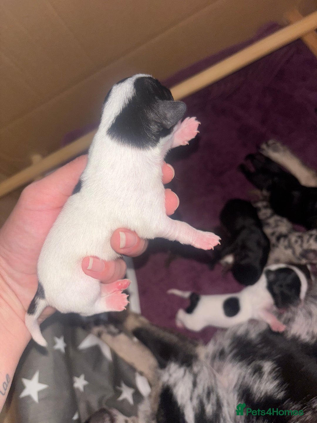Mixed Breed dogs for sale: Chiweenie puppies for sale  - Image 6