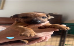Mixed Breed dogs for sale: Lakeland x  - Image 7