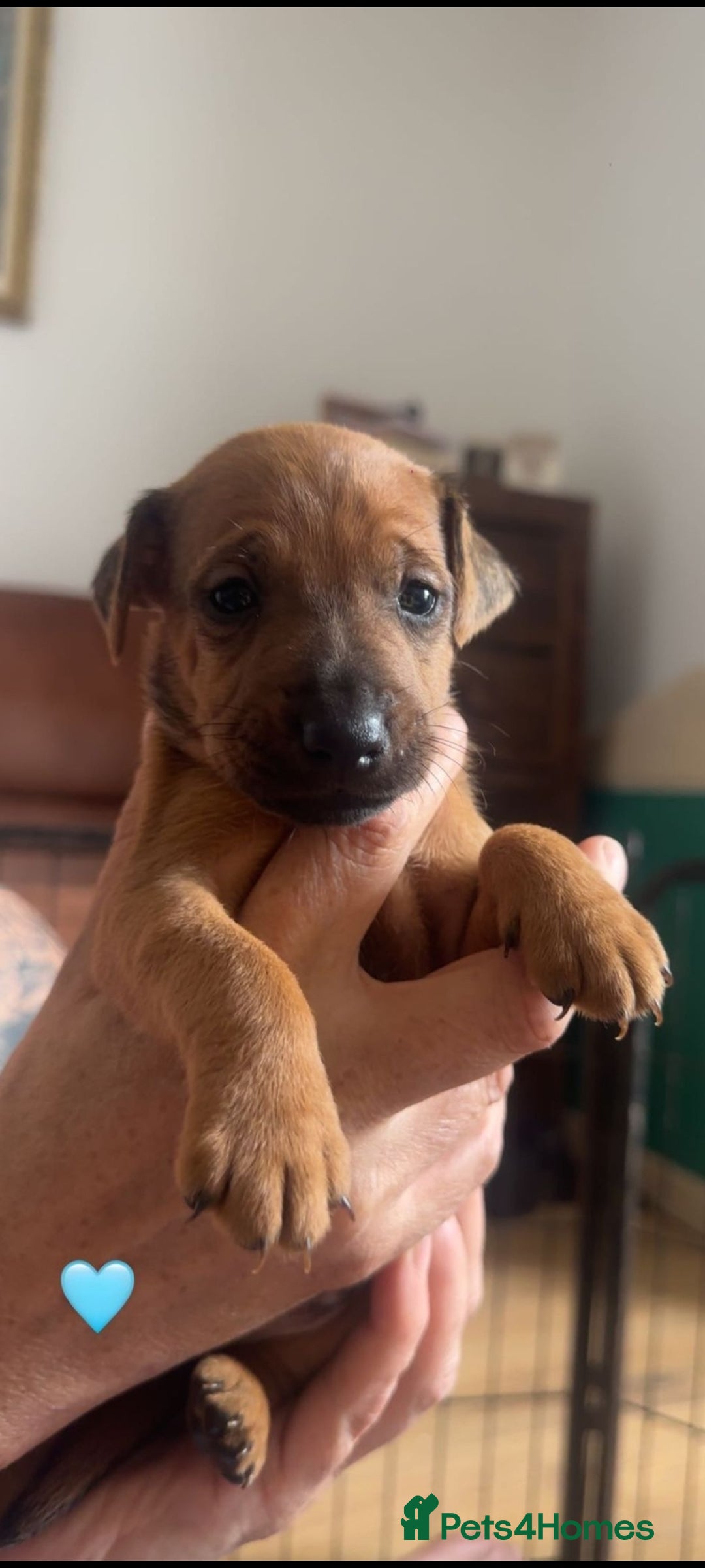 Mixed Breed dogs for sale: Lakeland x  - Image 7