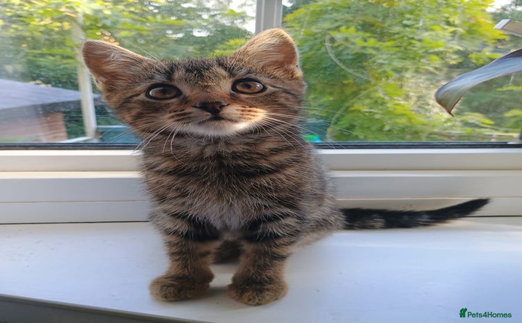 Mixed Breed cats - Advert 19