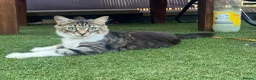 Domestic Shorthair cats for adoption: Peaches - Adopt Cats in Crisis East Ldn - Advert 12