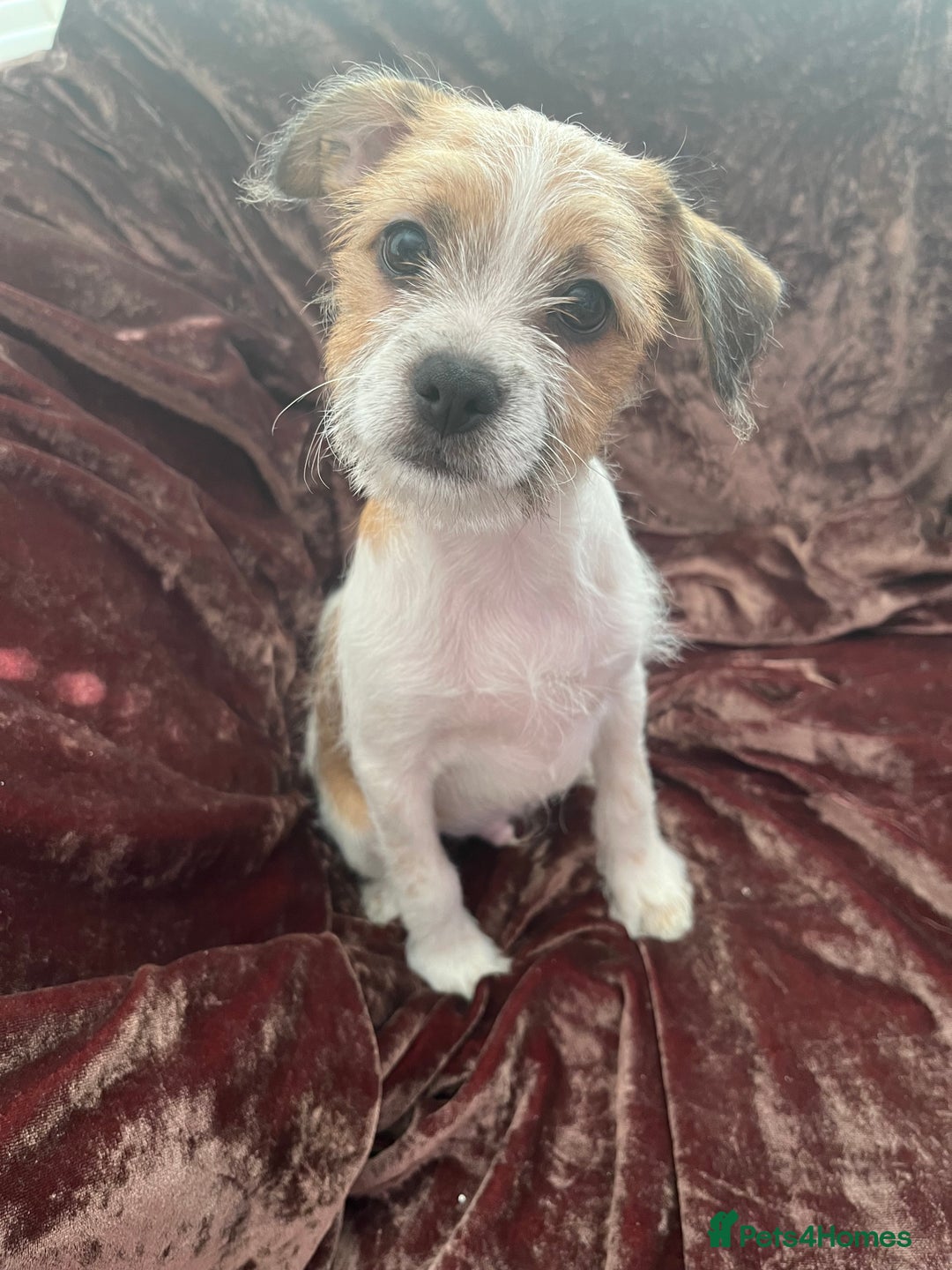 Mixed Breed dogs for sale: JACK RUSSELL CROSS PUPPY  - Image 6