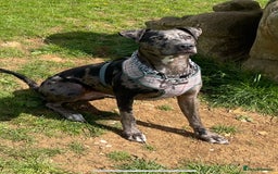 Mixed Breed dogs for sale: Beautiful girl looking for a new loving home  - Image 1