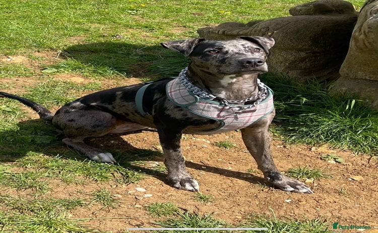 Mixed Breed dogs - Advert 13