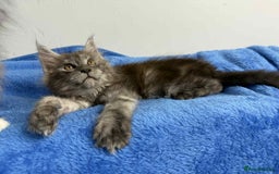 Maine Coon cats for sale: Kittens Maine Coon registered with Gccf  - Image 21