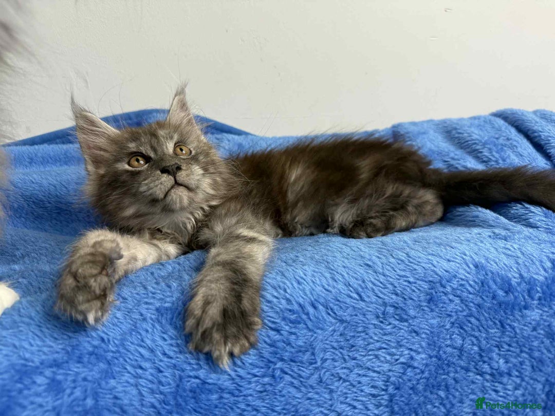 Maine Coon cats for sale: Kittens Maine Coon registered with Gccf  - Image 21