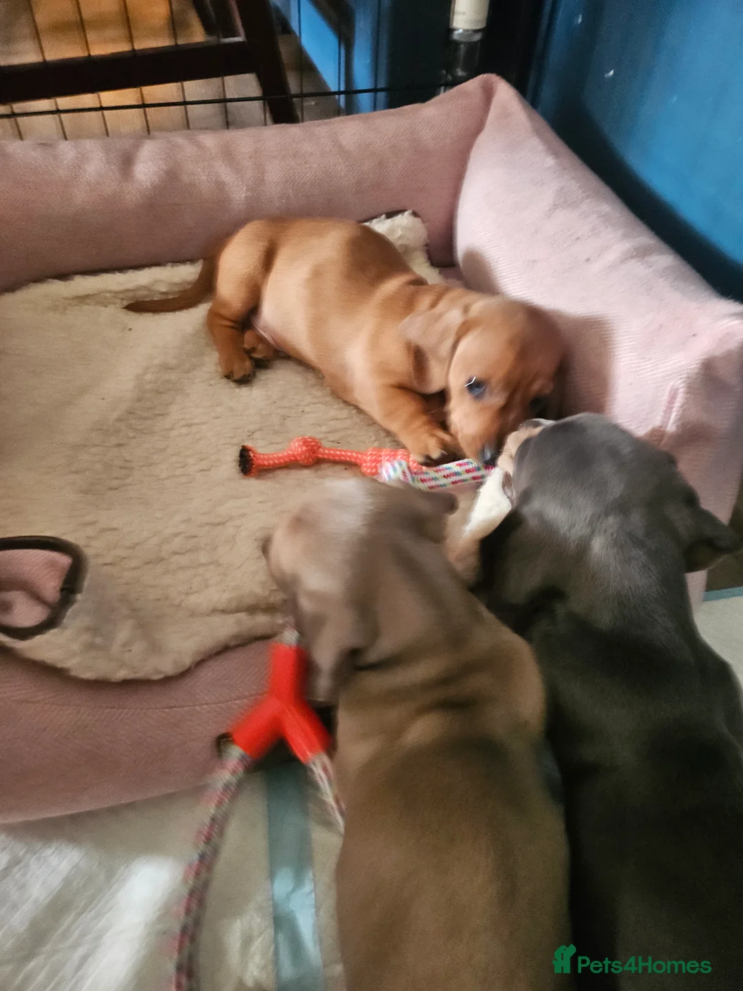 Miniature Dachshund dogs for sale: Kc registers mini smoothaired dachshund puppies - Advert 5
