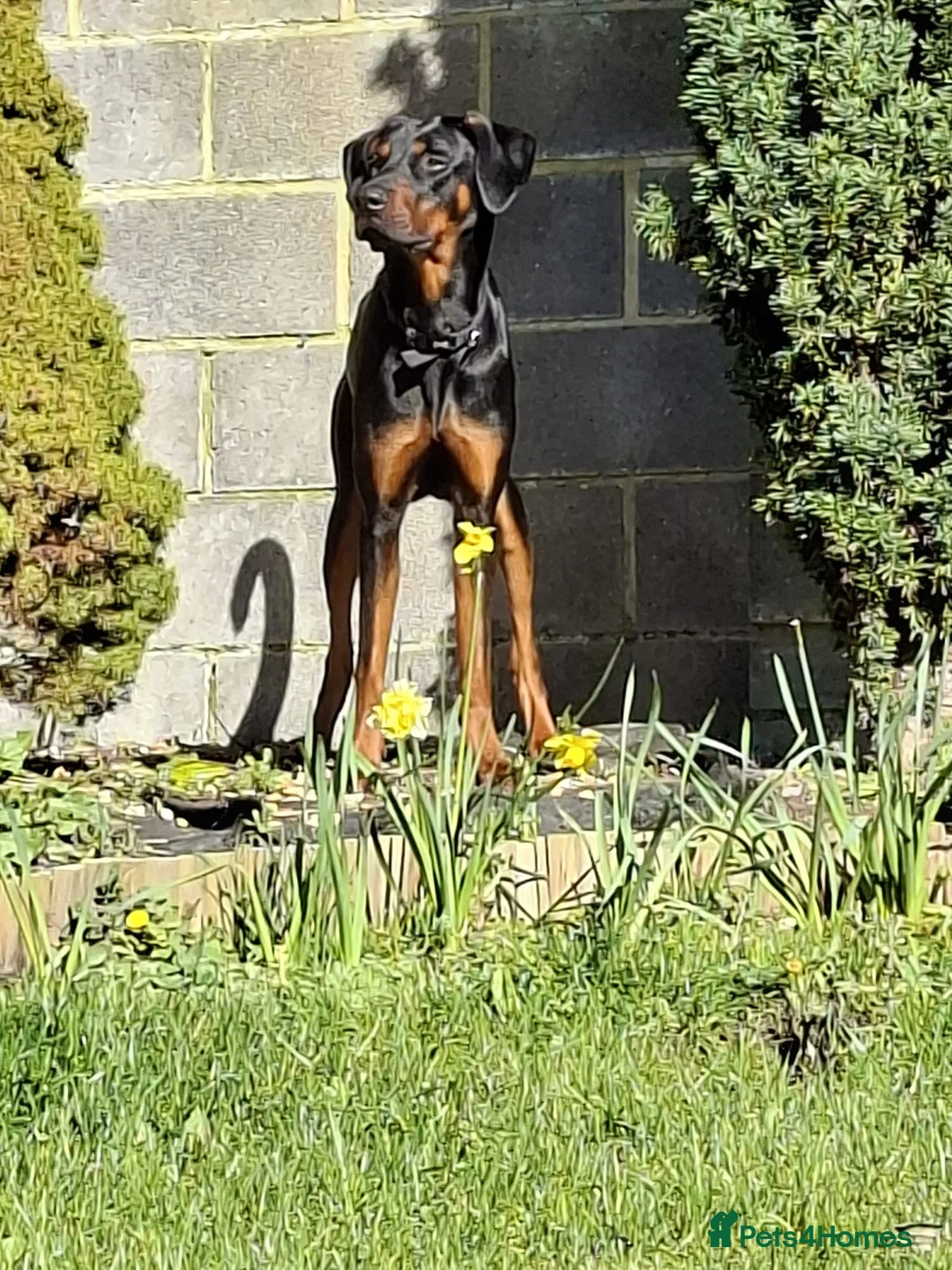 Mixed Breed dogs for adoption: For Adoption - Nova - Havant  in Havant - Advert 8