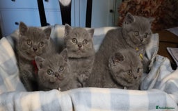 British Shorthair cats for sale: Beautiful, friendly GCCF registered Blue BSH  - Image 1