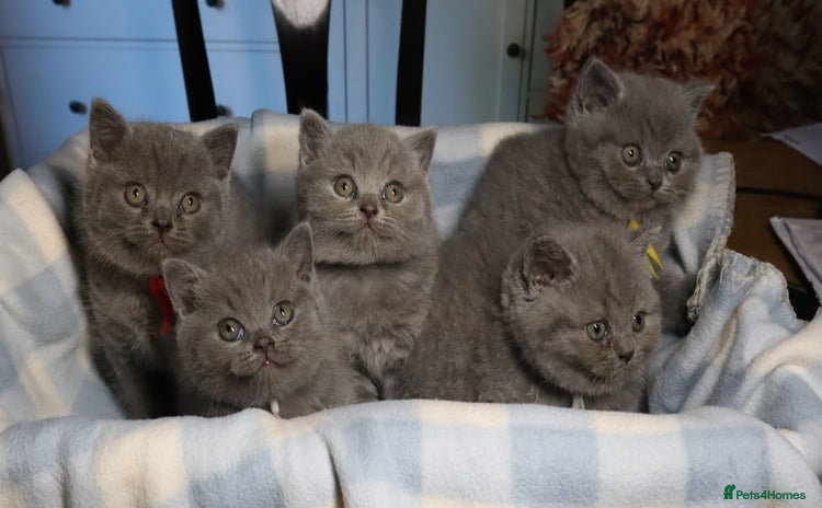 British Shorthair cats - Advert 7