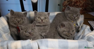 British Shorthair cats - Advert 6