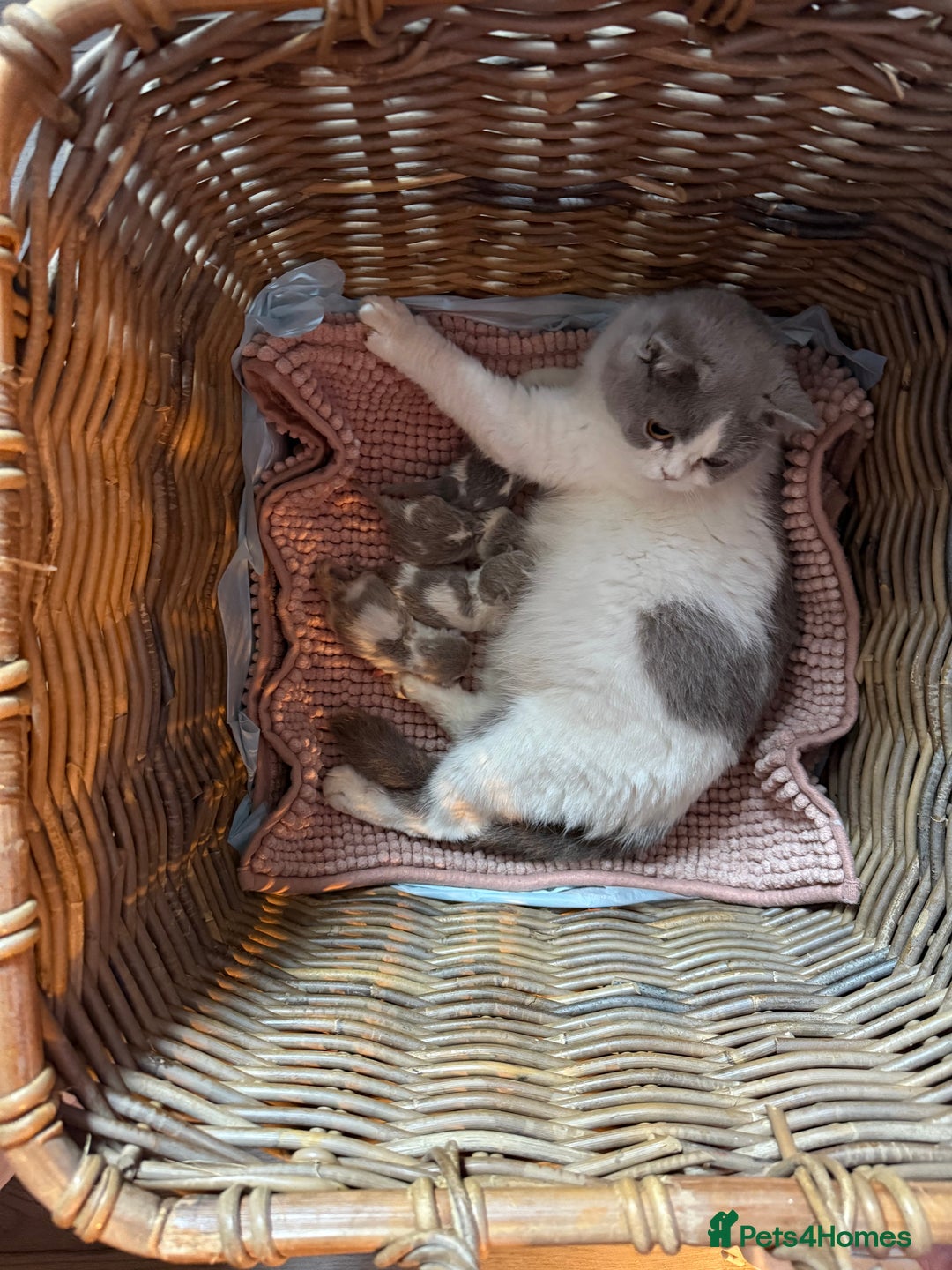 British Shorthair cats for sale: Pure British Shorthair outstanding quality 😻🥇🏆 - Advert 2