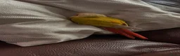 Conures birds for sale: Silly tamed sun cheek conure hand reared baby - Advert 3