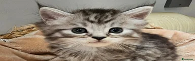 Maine Coon 4