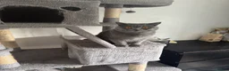 British Shorthair cats for sale: British shorthair girl for rehoming - Advert 3