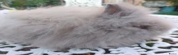 Angora rabbits for sale: PUREBRED TEDDYDWERG BABIES  - Advert 6