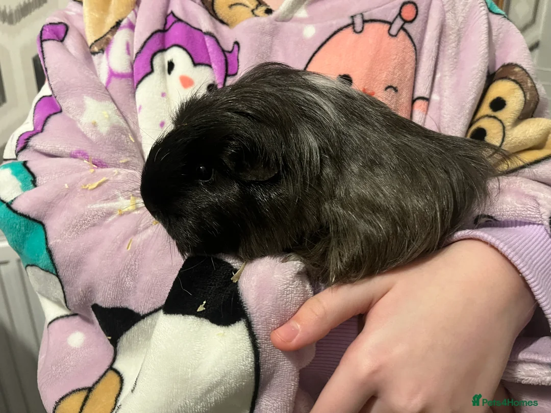 Guinea Pig rodents for sale: 3 female guinea pigs and cage - Advert 2