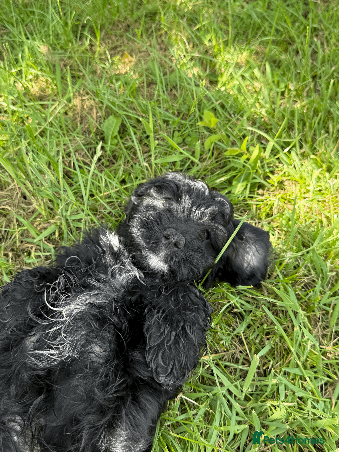 Cockapoo dogs for sale: Cookerpoo puppies - Advert 2