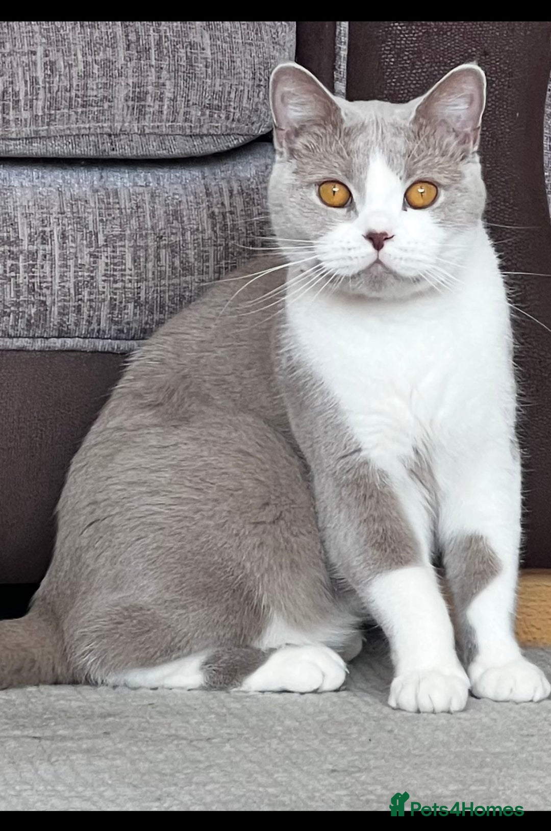 British Shorthair cats for sale: Registered British short hair babies available  - Advert 9