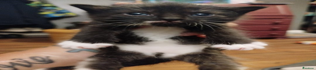 British Shorthair Kitten 1