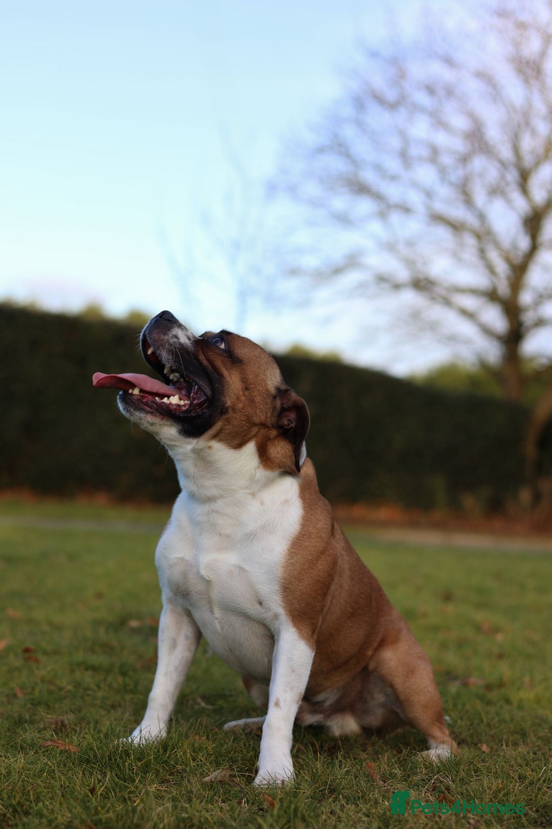 Staffordshire Bull Terrier dogs for sale: KC Staffordshire Bull Terrier - Image 15