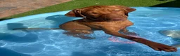 Hungarian Vizsla dogs for sale: KC Viszla needs rehoming 1 year 2 months - Advert 16