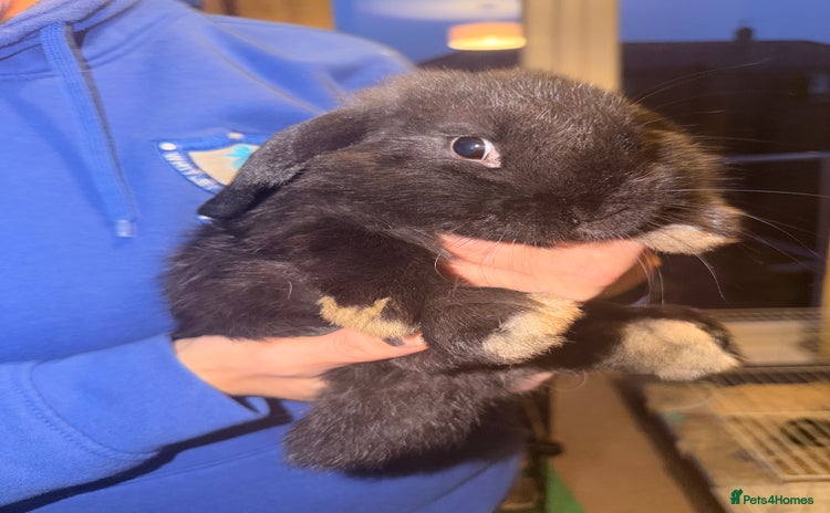 Mini Lop rabbits - Advert 11