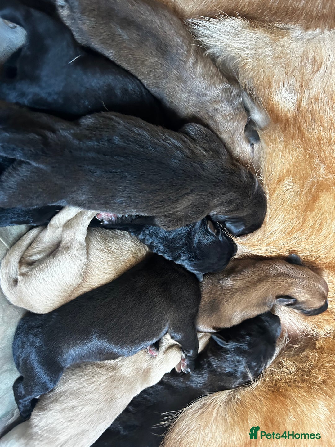 Mixed Breed dogs for sale: GSD x Lab  - Advert 8