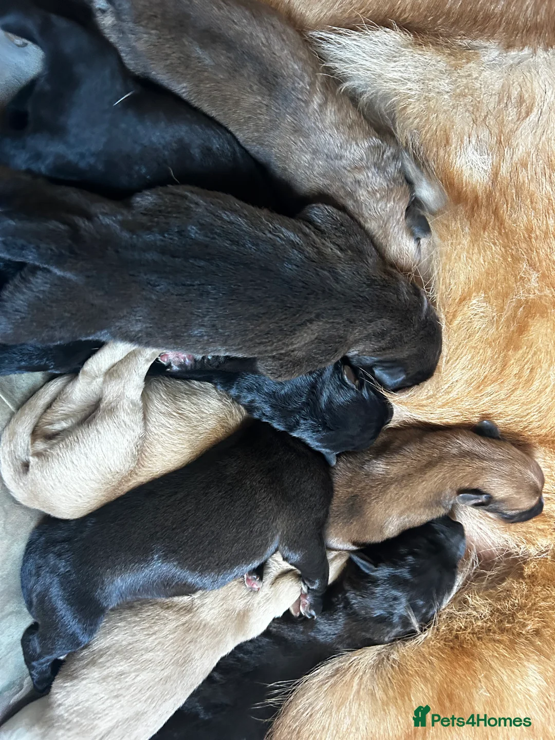 Mixed Breed dogs for sale: GSD x Lab  - Advert 8