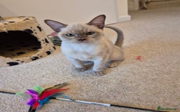 Burmese cats for sale: Beautiful Pedigree Burmese Kittens - Image 15