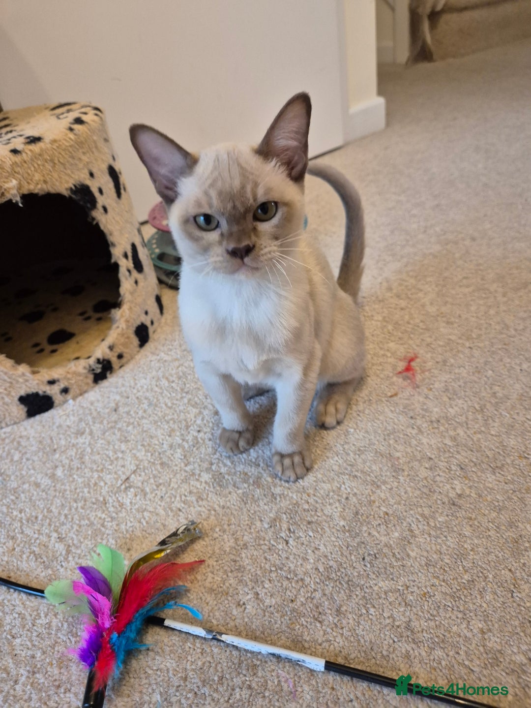 Burmese cats for sale: Beautiful Pedigree Burmese Kittens - Image 15