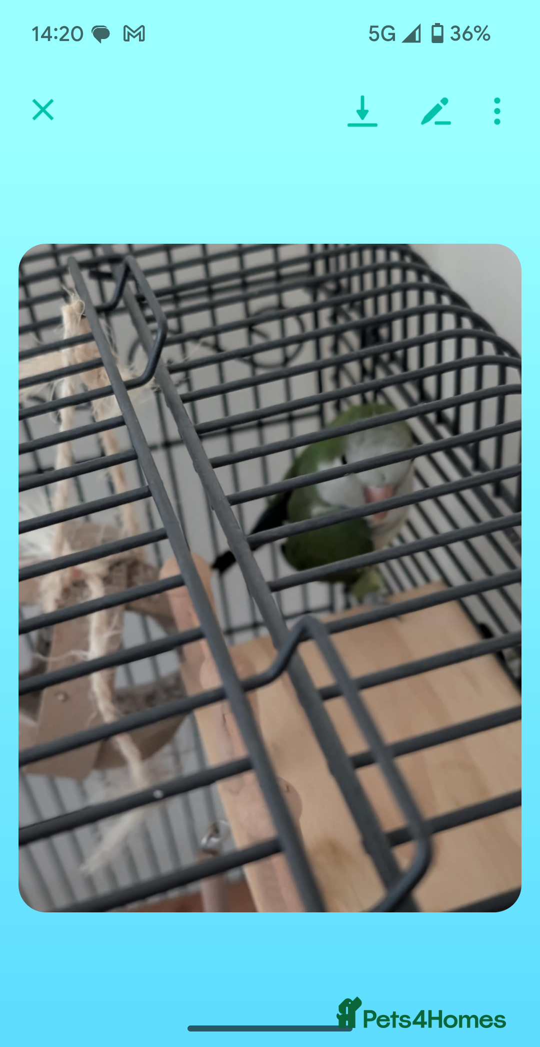 Parrots birds for sale: Quaker parrot  - Image 2